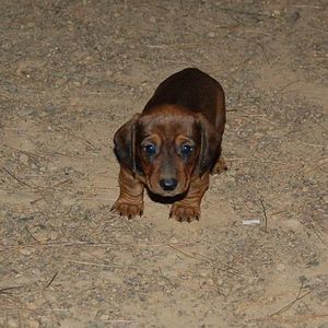 Meet your Posher, Lora